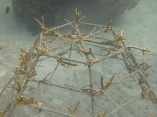 Artificial reef found at coral reef area at Malaysia