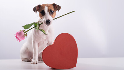 A cute little dog sits next to a heart-shaped box and holds a pink rose in his mouth on a white...
