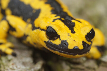Macro shot of European fire salamander on a wooden trunk surface