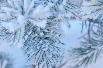 Close up branches of pine trees covered with frost on snow background. Winter landscape.