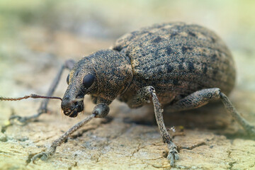 Closeup shot of curculio nucum weevil on a weathered wooden surface