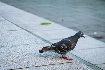 a pigeon on the stone tiled in Yokohama, Japan