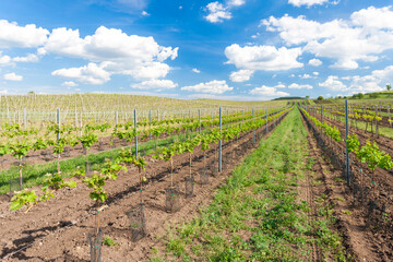 Fototapeta na wymiar vineyards, Palava, Moravia region, Czech Republic