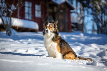 Border Collie im Winter