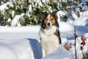Border Collie im Winter