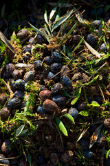 Recogiendo la aceituna en el olivar, Parque Natural Sierra de Andújar, Jaen, Andalucía, España