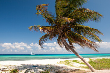 Panoramic photo of an exotic beach with white sand and a palm tree by the sea, Playa del Carmen, Mexico. In the background a sailboat and the blue sky. The ideal place to relax