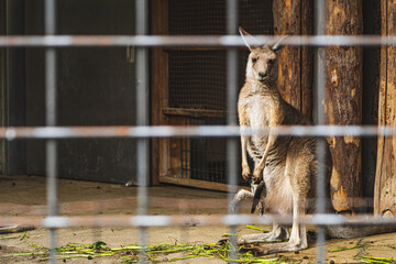 A kangaroo staring at us in Ueno, Japan