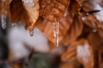 Zweig im Winter mit gefrorenen Blättern und Eiszapfen