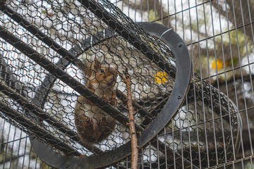 a fracture in the cage in Ueno, Japan