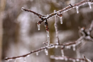 Baum im Winter mit gefrorenen Ästen und Eiszapfen