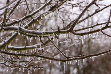 Baum im Winter mit gefrorenen Ästen und Eiszapfen