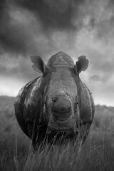 Rhino in the wild, in South Africa.