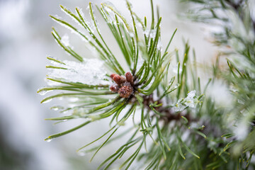 Tannenzapfen am Baum mit Schnee und Eiszapfen