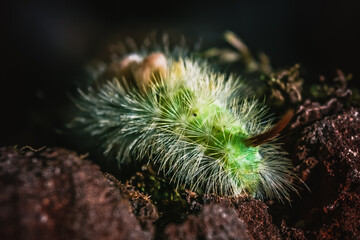 Naklejka na ściany i meble Caterpillar of pale tussock (Calliteara pudibunda) crawls away into the darkness