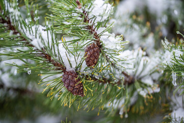 Tannenzapfen am Baum mit Schnee und Eiszapfen