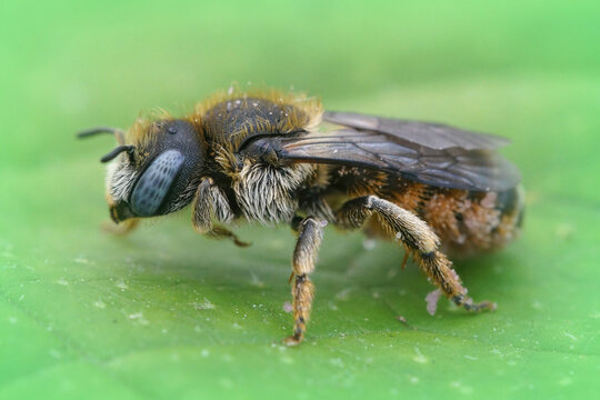 Macro shot of female osmia spinulosa solitary bee on green leaf background