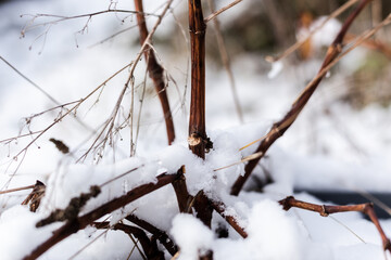 Fresh snow covering old plant