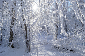 Fototapeta na wymiar Birch forest after heavy snowfall on a sunny winter day. The sun's rays make their way through the branches of the trees. Fresh snow covered trees and ground, light and fresh around 