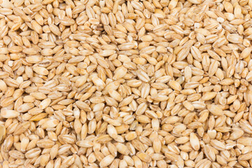 Fototapeta premium wheat grains isolated on white background with clipping path, close-up