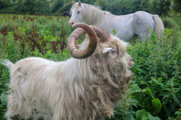 Fototapeta premium Irish Goats