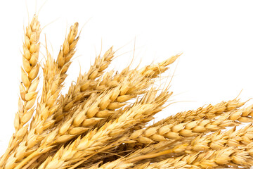 Spikelets of golden wheat,  isolated on white  background