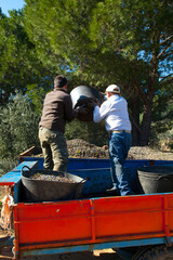 Olive picking in the olive groves of Sierra Morena, Jaen, Andalucia, Spain, Europe