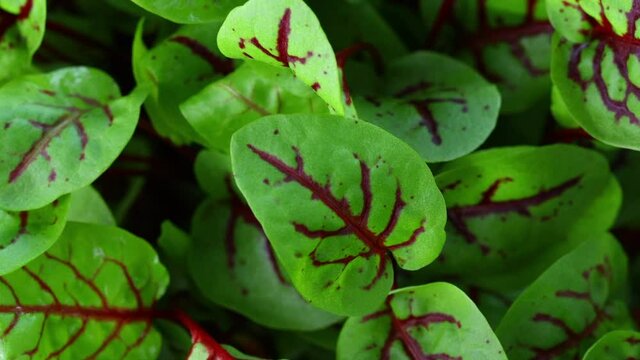 close up red sorrel leaves 