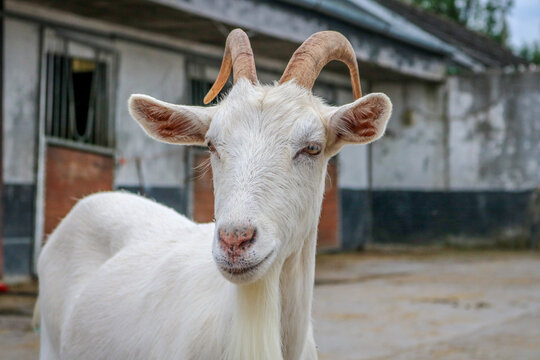 Irish Goats