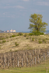 Spring landscape in Palava and Mikulov town, Southern Moravia, Czech Republic