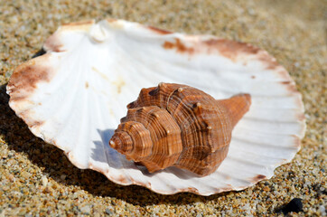 Seashells on the Sand .Summer Holiday Concept 