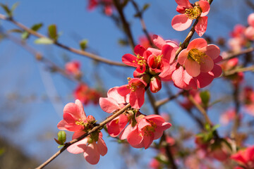 Blossom of Japanese quince or Chaenomeles japonica in spring