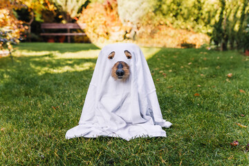 Black small dog mutt in ghost costume for Halloween. 
Mały pies kundelek w stroju ducha na Halloween.