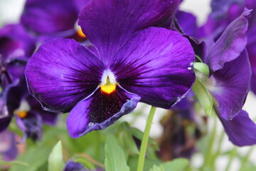 Purple Pansy