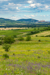 Obraz premium Spring landscape in Palava near Dolni Dunajovice, Southern Moravia, Czech Republic