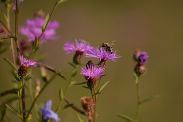a bee collecting pollen from centaurea jacea. bombus sitting on the purple flower