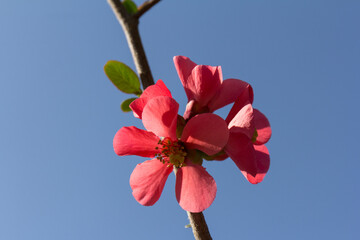 Obraz na płótnie Canvas Blossom of Japanese quince or Chaenomeles japonica in spring