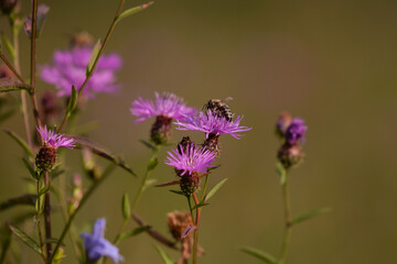 a bee collecting pollen from centaurea jacea. bombus sitting on the purple flower