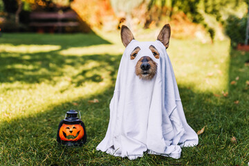 Black small dog mutt in ghost costume for Halloween. 
Mały pies kundelek w stroju ducha na Halloween. - obrazy, fototapety, plakaty