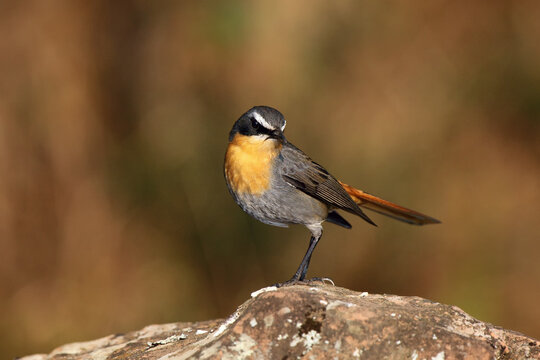 The Cape robin-chat (Cossypha caffra) sitting on the stone with brown background. A small mountain passerine from the Dragon Mountains.