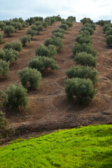 Olive picking in the olive groves of Sierra Morena, Jaen, Andalucia, Spain, Europe