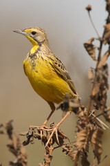 The yellow-throated longclaw (Macronyx croceus) sitting on a withered stalk. A small yellow bird with long toes sitting on a dry stalk on a brown background