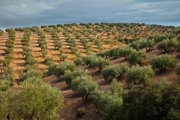 Olive picking in the olive groves of Sierra Morena, Jaen, Andalucia, Spain, Europe