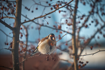 the bird feeds on the remaining berries on the tree in winter