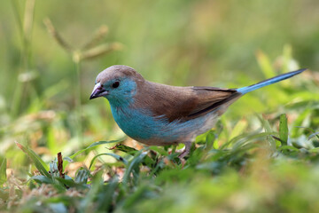 The blue waxbill (Uraeginthus angolensis), called blue-breasted cordon-bleu sitting in green grass. Little blue bird on the ground in the green grass.