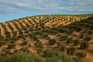 Olivar, Parque Natural Sierra de Andújar, Jaen, Andalucía, España