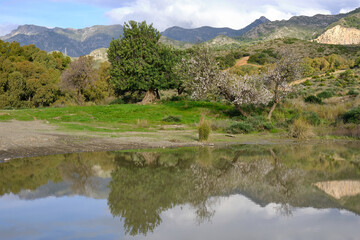 An almond tree with white flowers with branches