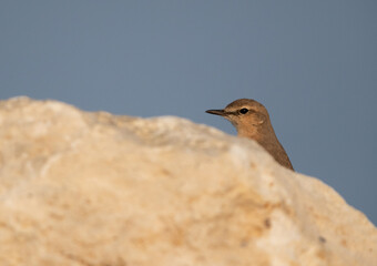 Isabelline Wheatear behind the rock at Busaiteen coast of Bahrain