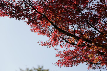 Autumn Colors Japan, Red japanese maple leaves background