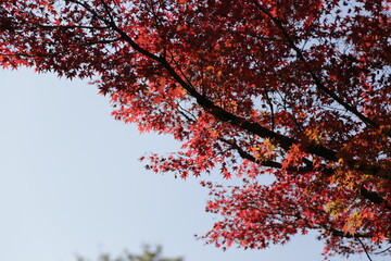 Autumn Colors Japan, Red japanese maple leaves background